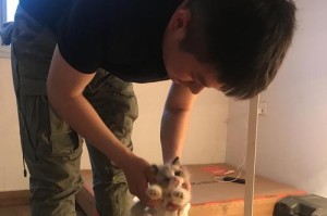 以布偶救犬记攻略（基于真实事件的流浪狗救援指南，）