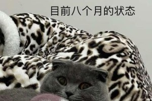 探索刀圈蓝猫的出装攻略（用打造超强输出——刀圈蓝猫装备指南）